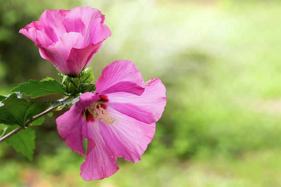 Pink Light Rose of Sharon 2016 Photograph by Terry DeLuco