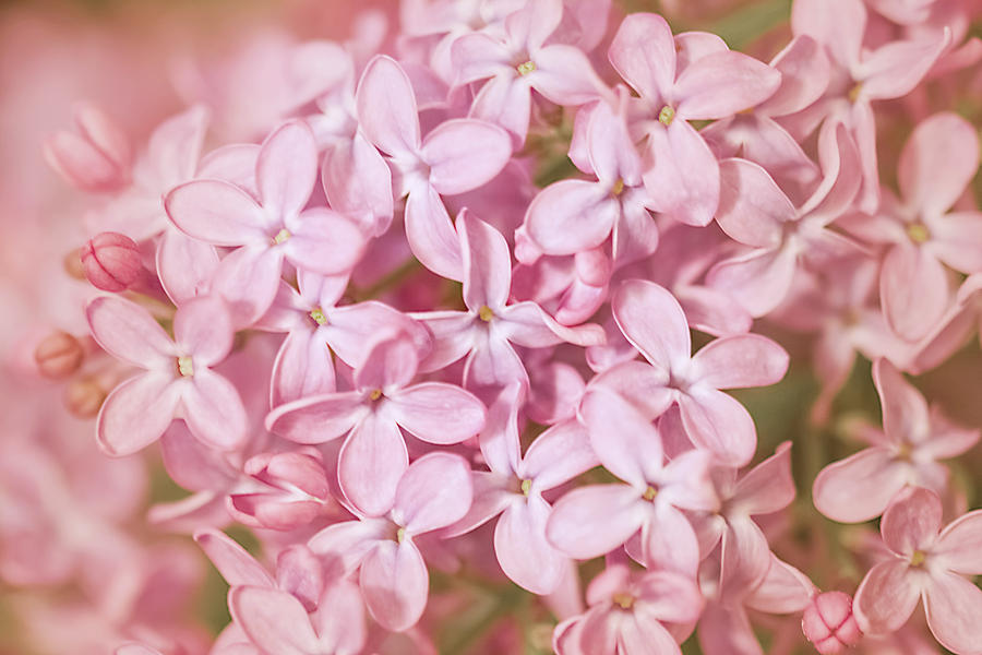 Flower Photograph - Pink Lilac by Cindy Grundsten