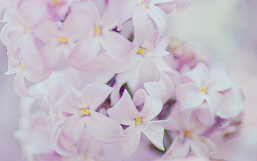 Pink Lilacs I Photograph by Joan Han