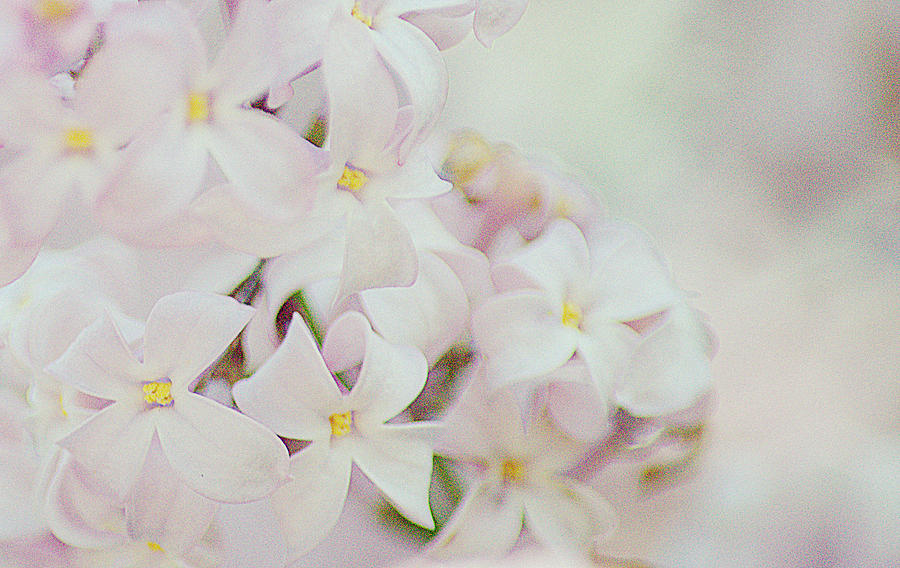 Pink Lilacs Photograph by Joan Han