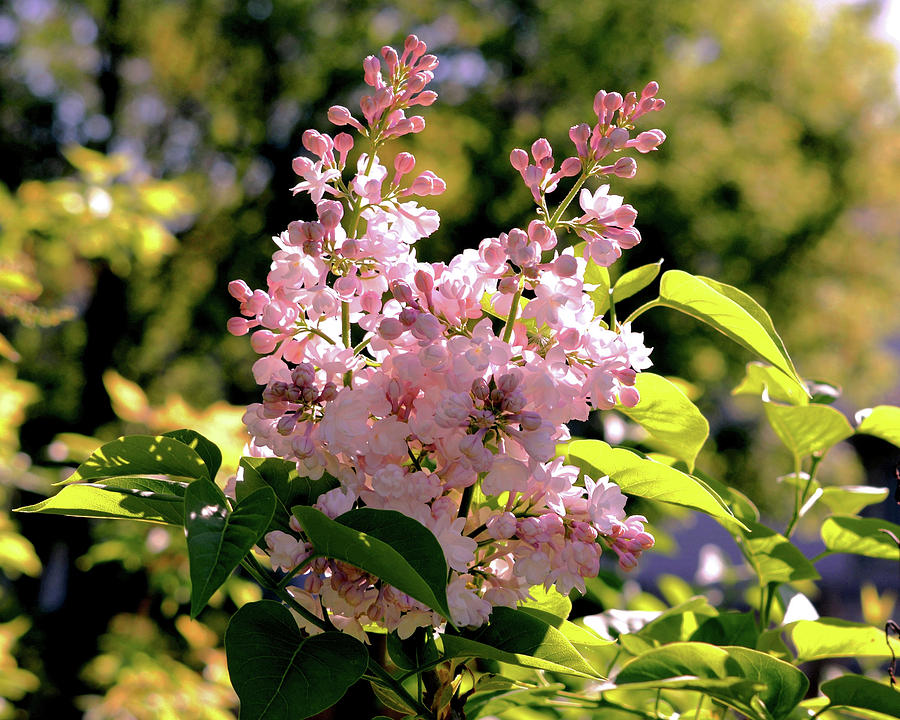 Pink Lilacs Photograph