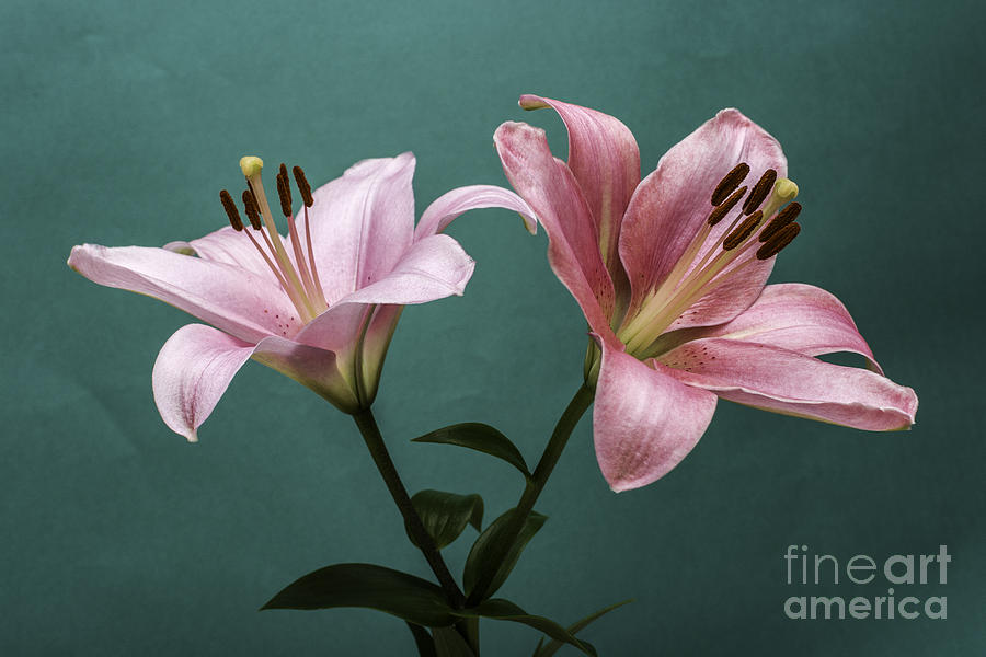Lily Photograph - Pink Lilies 2 by Steve Purnell