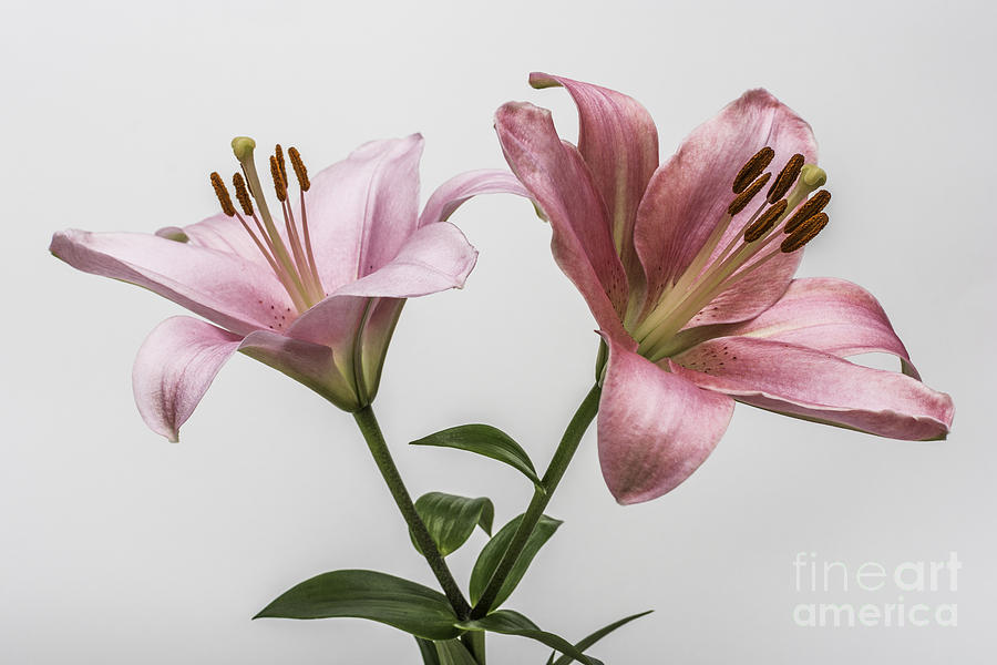 Lily Photograph - Pink Lilies 3 by Steve Purnell
