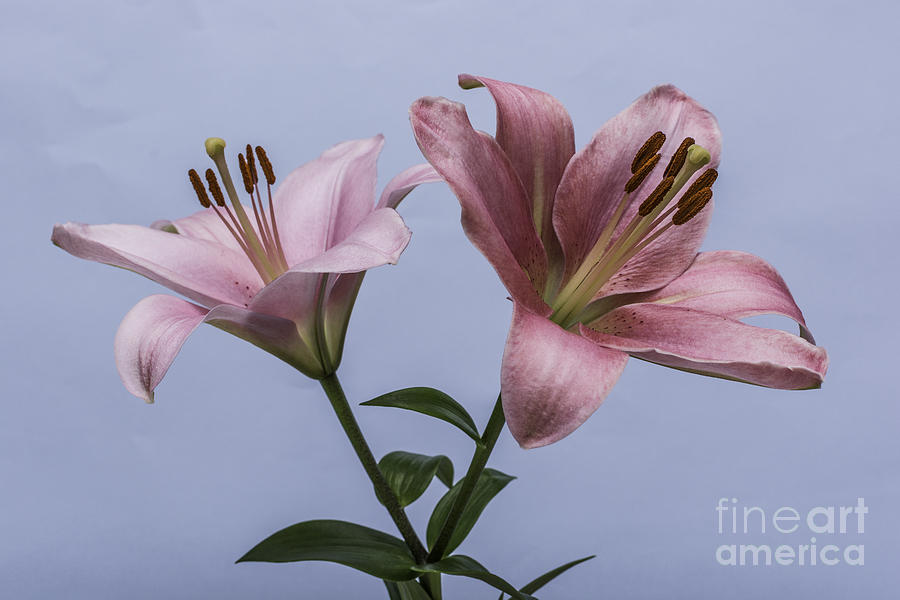 Lily Photograph - Pink Lilies 4 by Steve Purnell