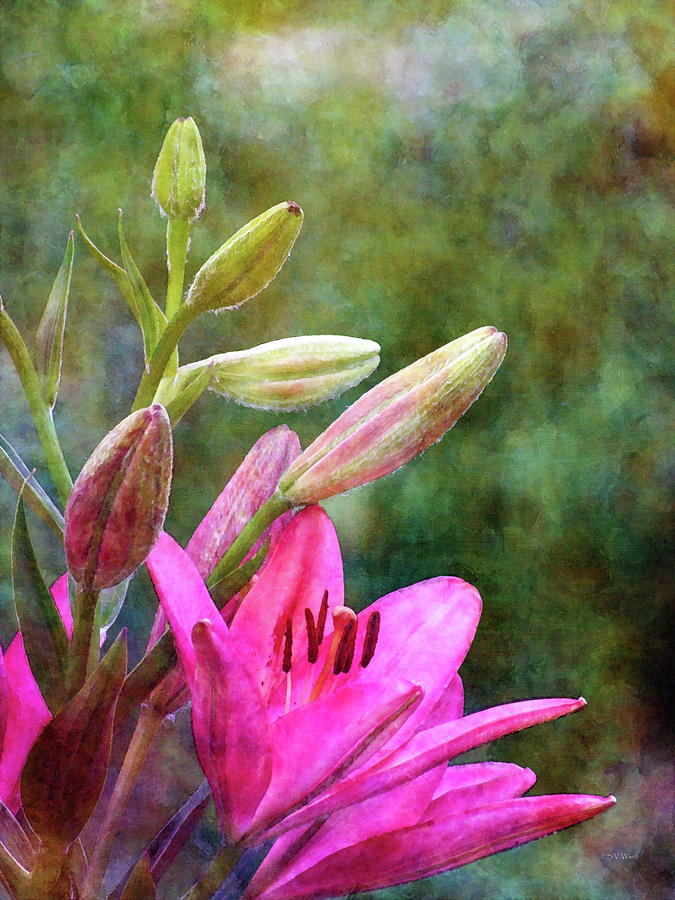 Pink Lilies and Buds 1756 IDP_2 Photograph by Steven Ward