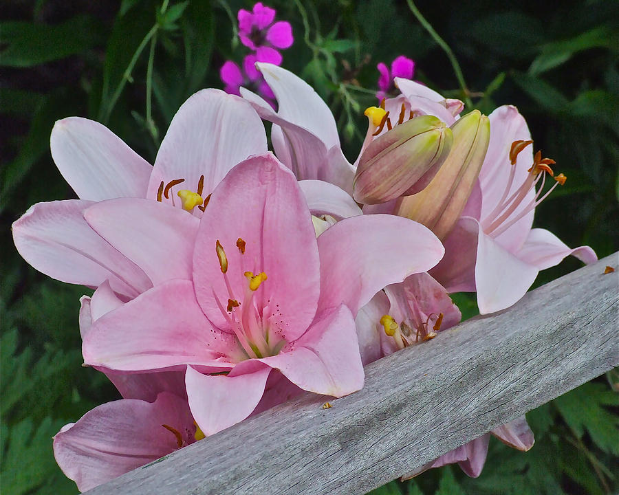 Pink Lilies Corralled Photograph by Janis Senungetuk
