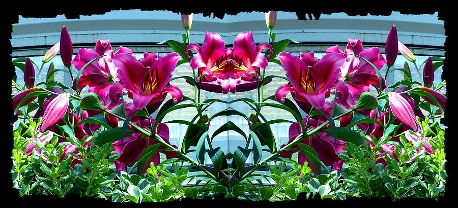 Pink Lilies Fusion Digital Art by Will Borden