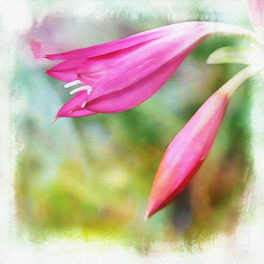 Pink Lilies Photograph by Judi Bagwell