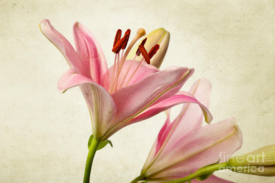 Lily Photograph - Pink Lilies by Nailia Schwarz