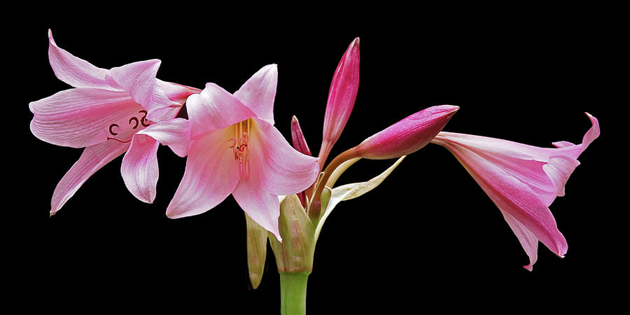 Lily Photograph - Pink Lilies on Black by Gill Billington