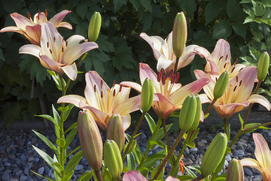 Pink Lilies  Photograph by Sandra Foster