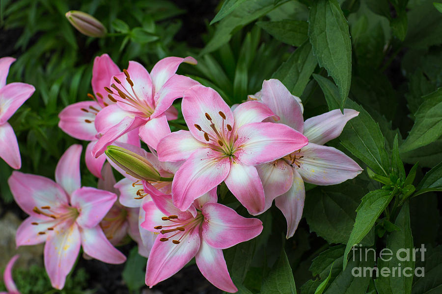 Nature Photograph - Pink Lilies by Sharon McConnell