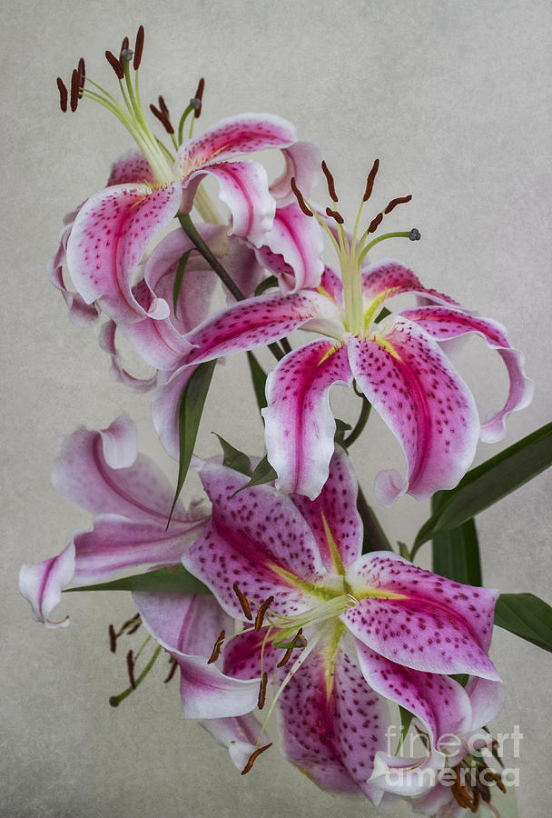 Lily Photograph - Pink Lillies by Ian Mitchell