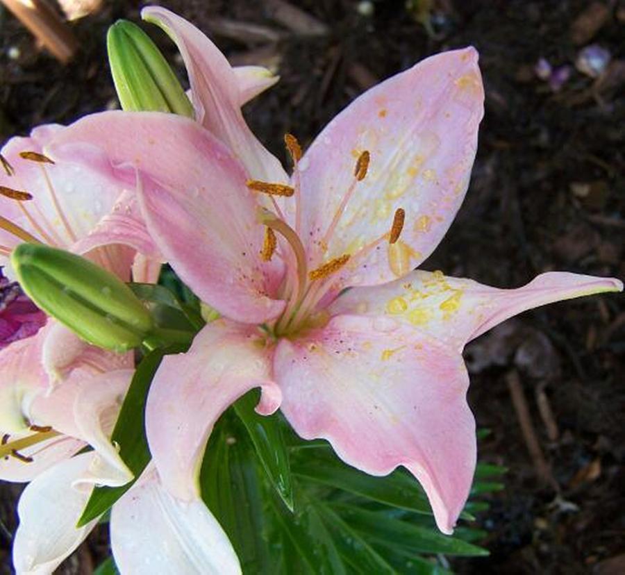 Pink Lilly Photograph by Richard Ricci - Fine Art America