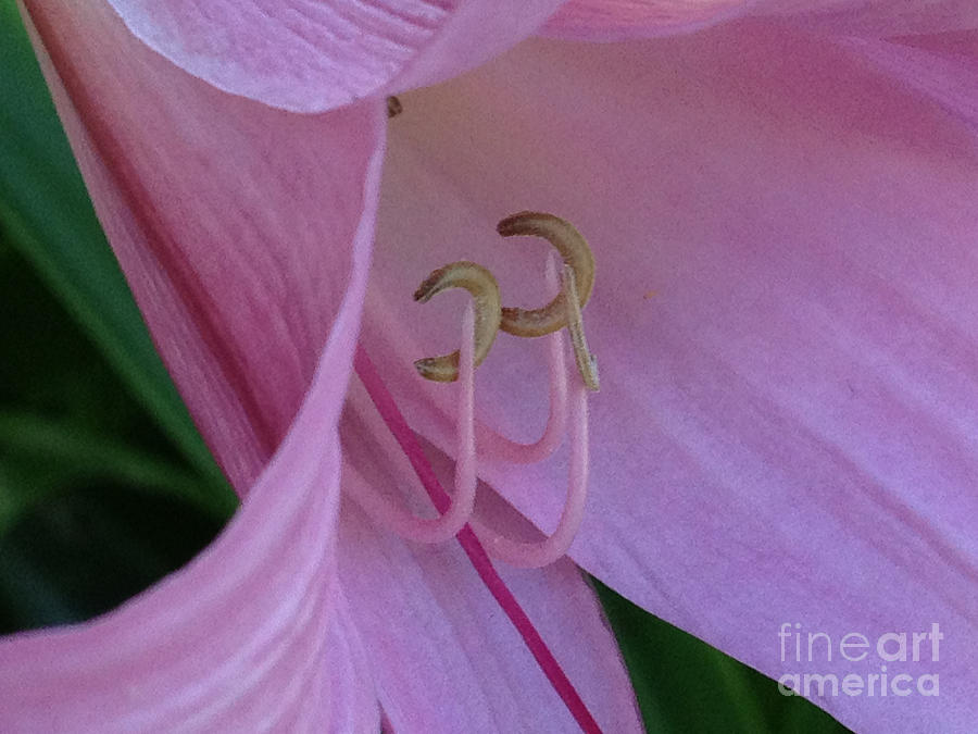 Pink Lily 1 Photograph by Jill Greenaway