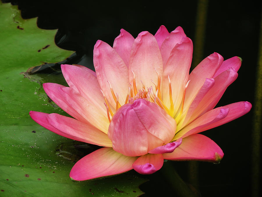 Pink Lily 1 Photograph by Vijay Sharon Govender