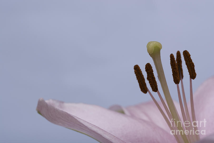 Lily Photograph - Pink Lily 10 by Steve Purnell