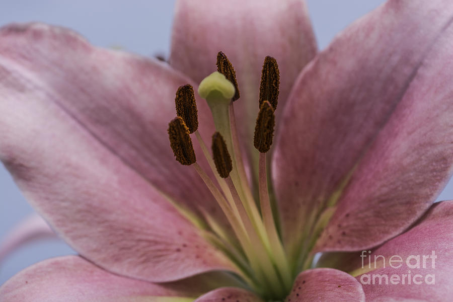 Lily Photograph - Pink Lily 11 by Steve Purnell