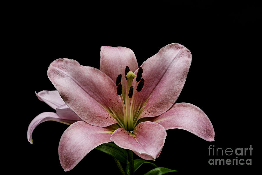 Pink Lily 3 Photograph by Steve Purnell