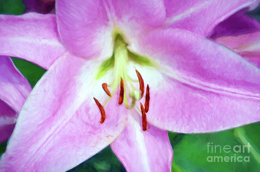 Pink Lily Art 1 Photograph by Kerri Farley