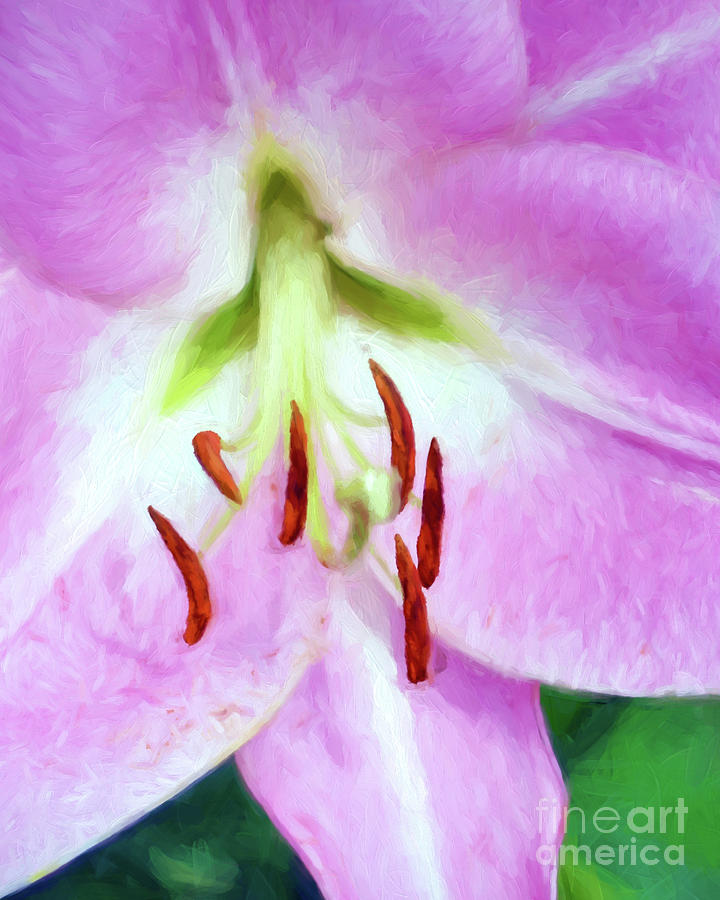 Pink Lily Art 2 Photograph by Kerri Farley