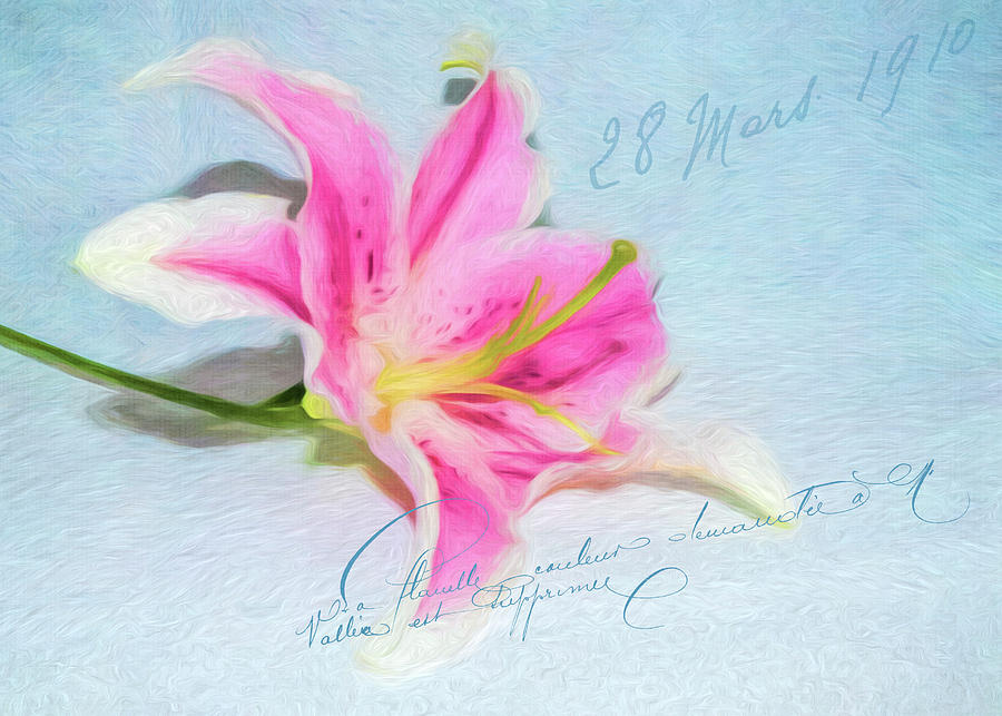 Pink Lily Photograph by Cathy Kovarik