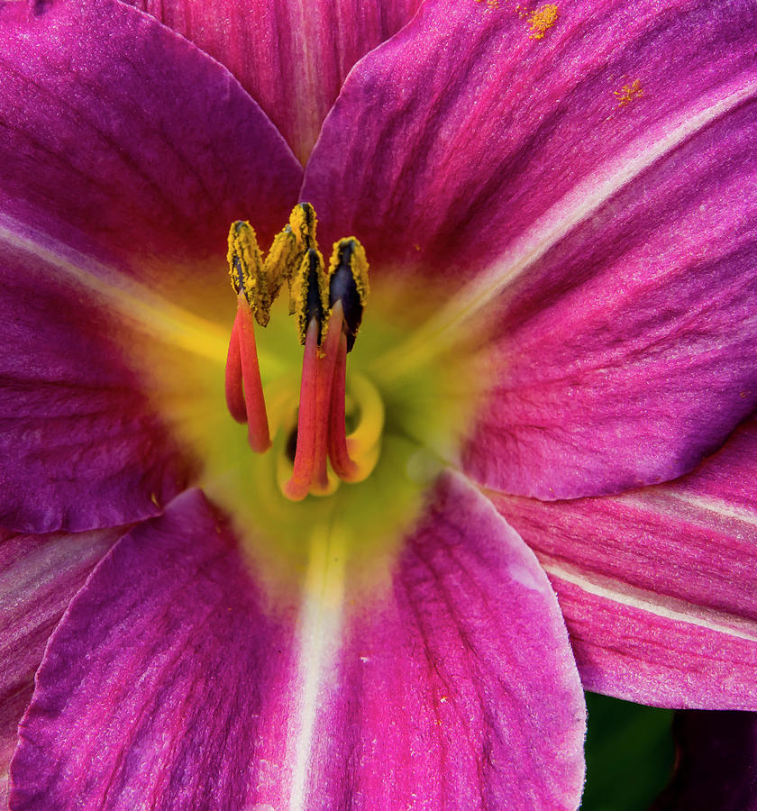 Pink Lily Closeup Photograph by Jean Noren