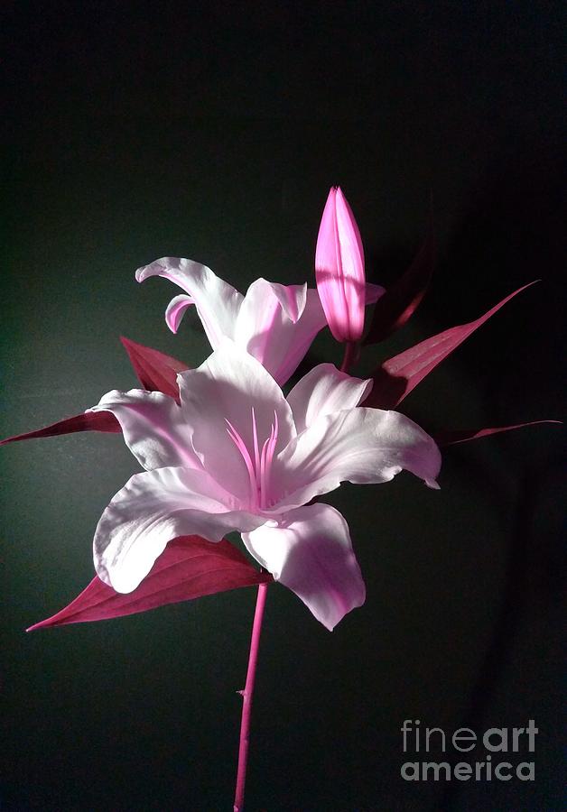 Pink Lily Photograph by Delynn Addams