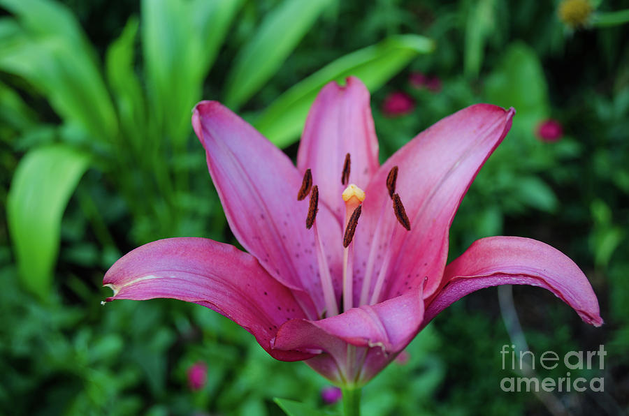 Pink Lily Photograph by Donna Brown
