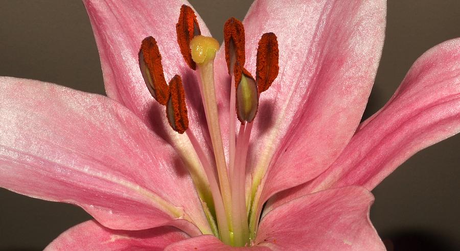 Pink Lily Photograph by Eileen Brymer