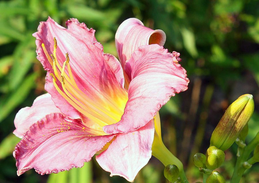 Pink Lily Photograph by Ellen Tully