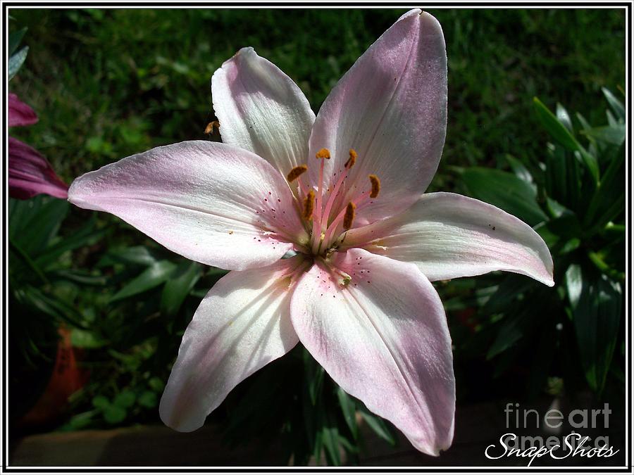 Lily Photograph - Pink Lily by Emily Kelley