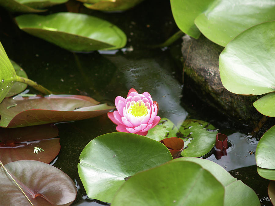Pink Lily Flower Among Lily Pads Photograph by Mike M Burke Fine Art