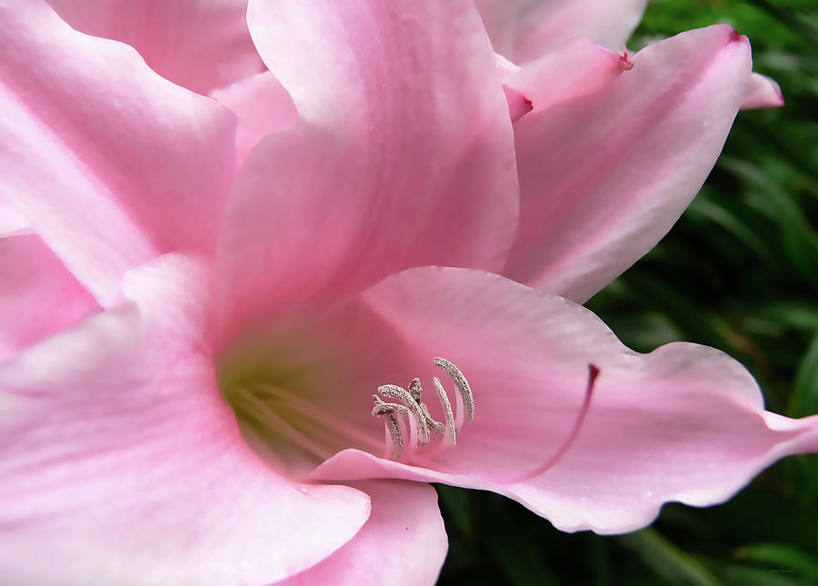 Pink Lily Flower Photograph by Jennie Marie Schell