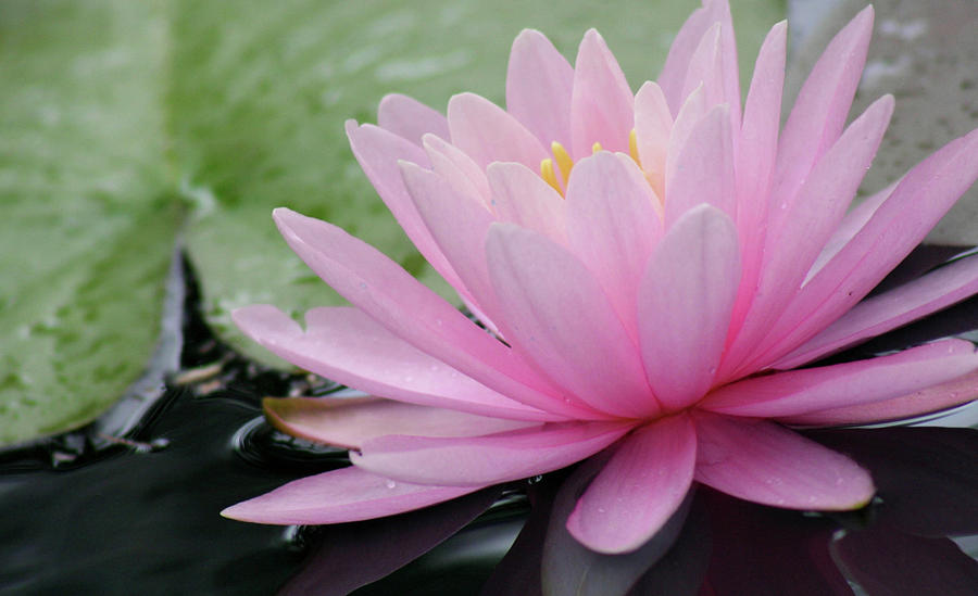 Pink Water Lily Photograph by Mary Anne Delgado
