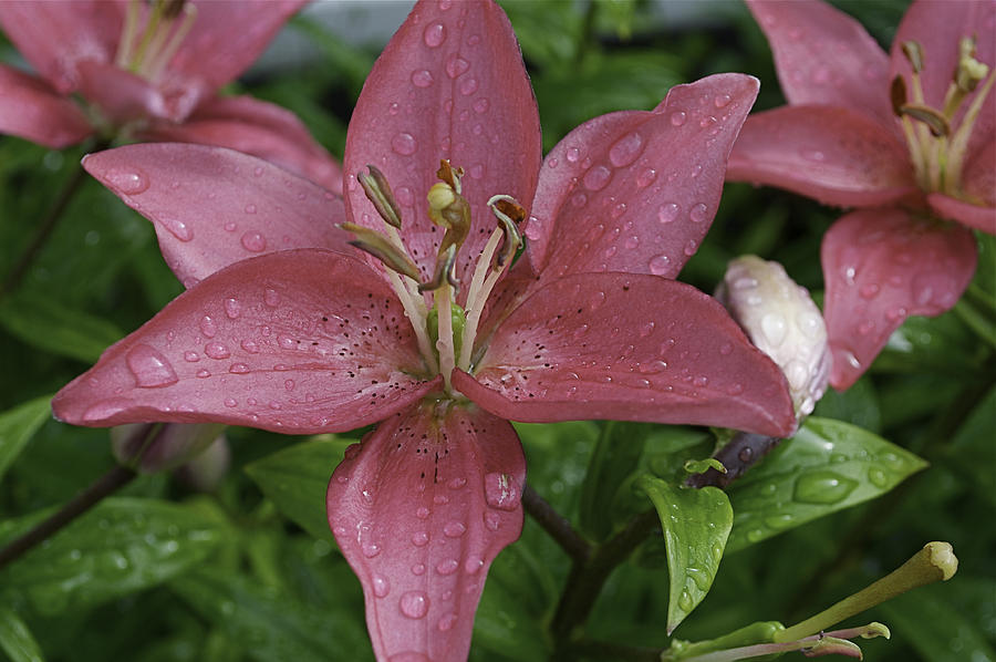 Pink Lily Flowers Photograph
