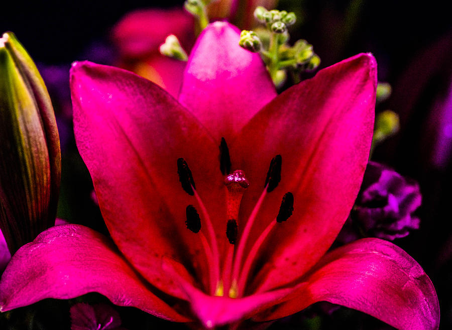 Pink Lily  Photograph by Gerald Kloss