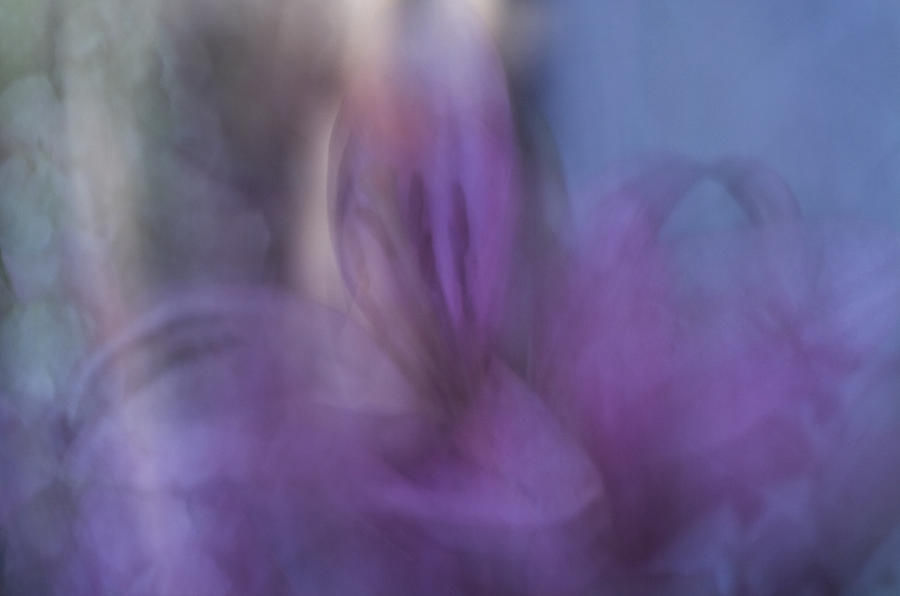 Pink Lily in Abstract Photograph by Cheryl Day