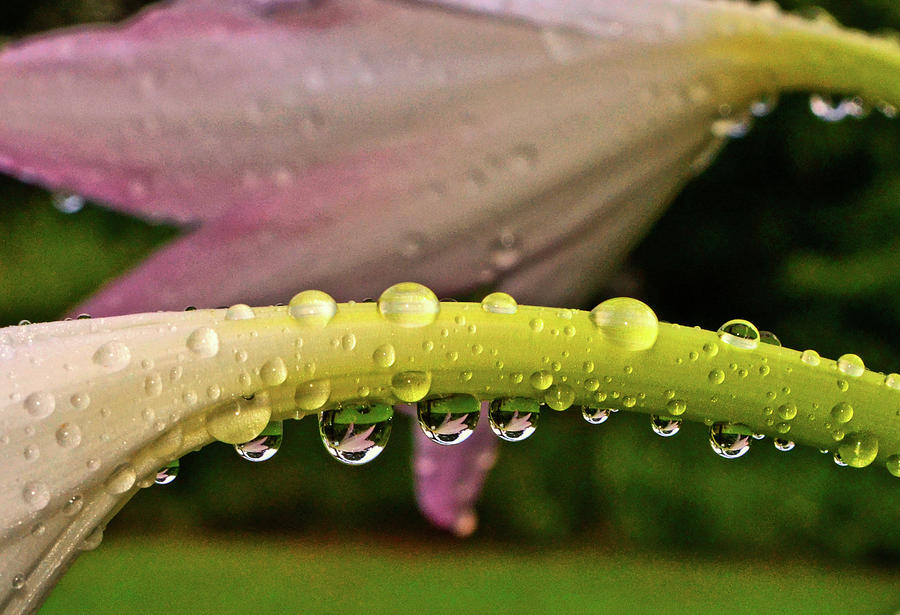Pink Lily In The Dewdrops 001 Photograph by George Bostian