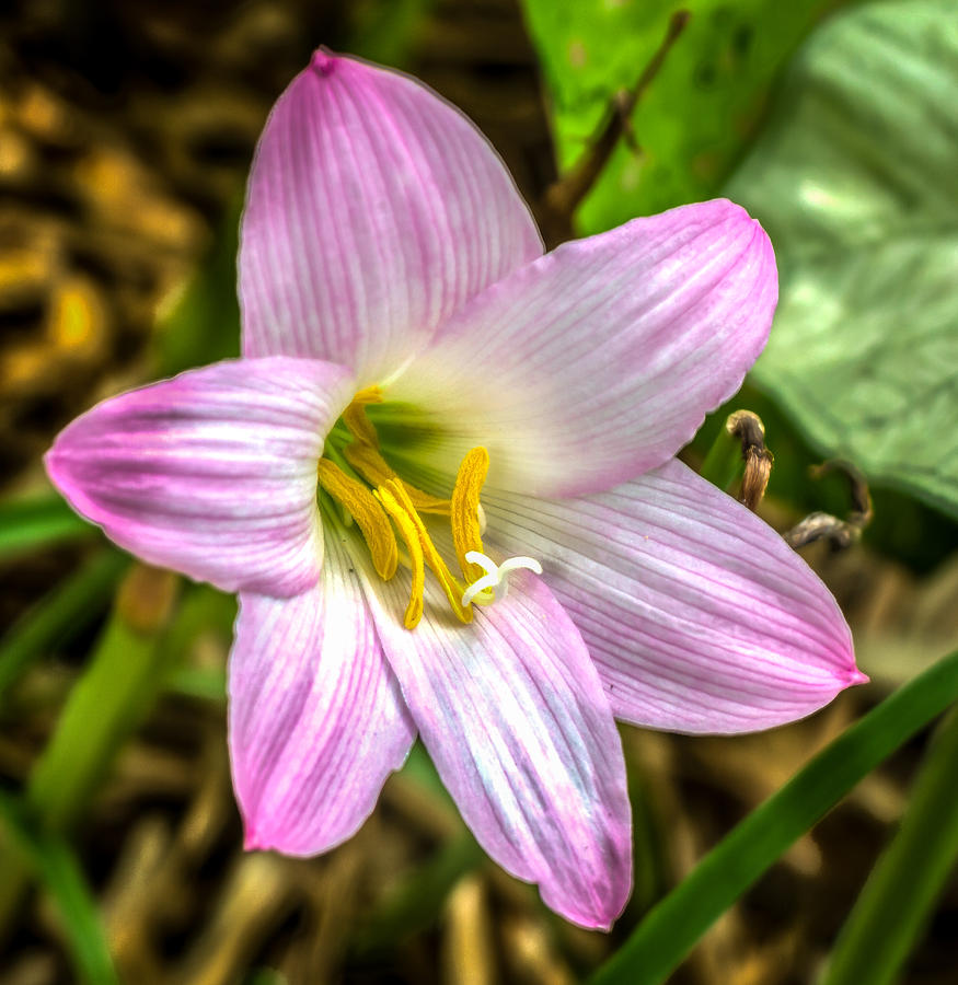 Pink Lily Photograph by Jane Luxton