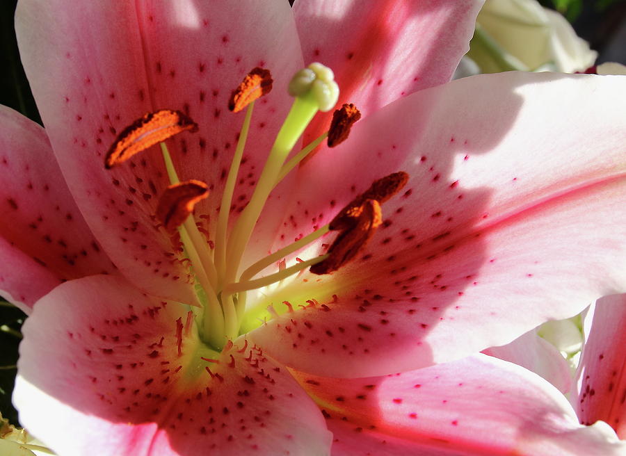 Pink Lily Photograph by Jeff Townsend