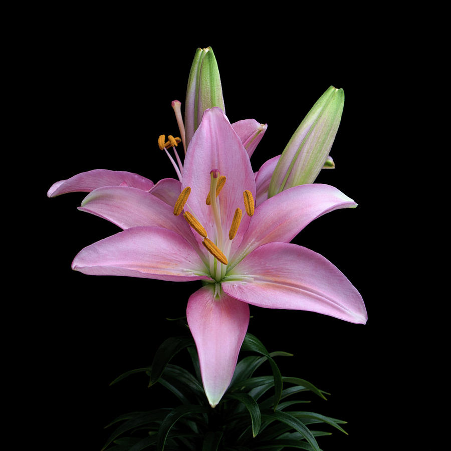 Pink Lily Photograph by Ken Mickel