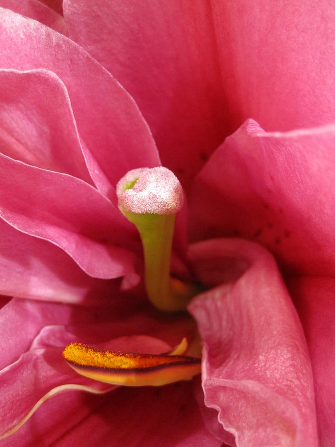 Flower Photograph - Pink Lily Macro by Bonita Brandt