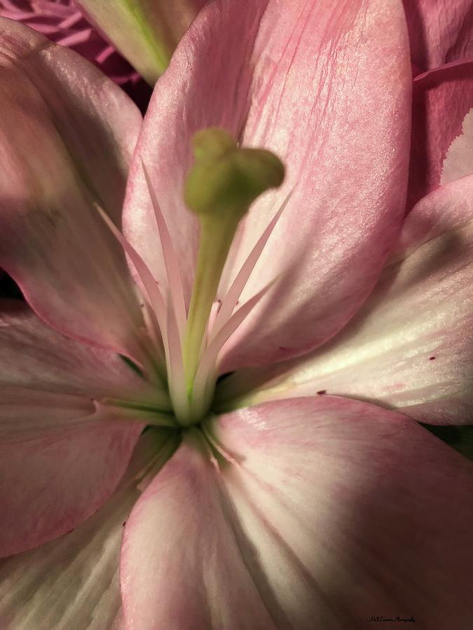 Pink Lily-Macro Photograph by Marian Lonzetta