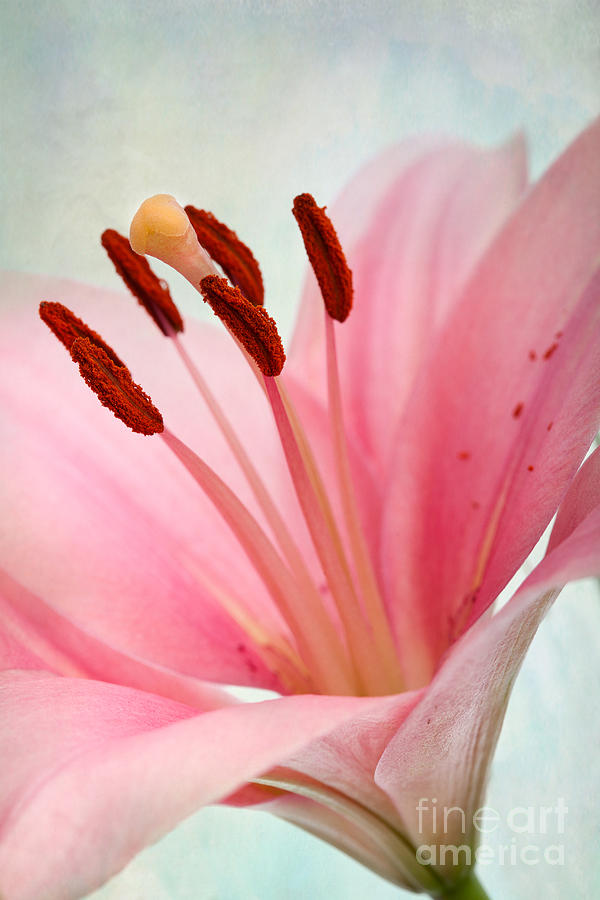 Lily Photograph - Pink Lily by Nailia Schwarz