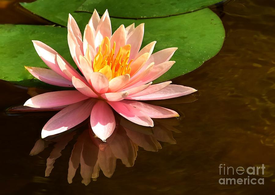 Lily Photograph - Pink Lily Reflection 4 by Lisa Renee Ludlum