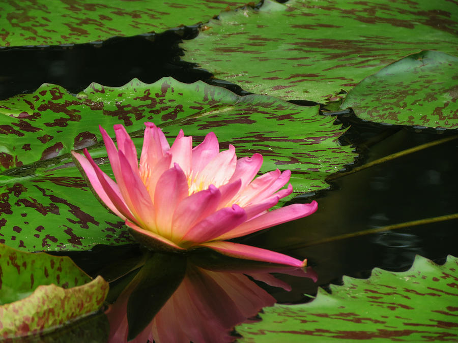 Pink Lily Reflection Photograph by Vijay Sharon Govender