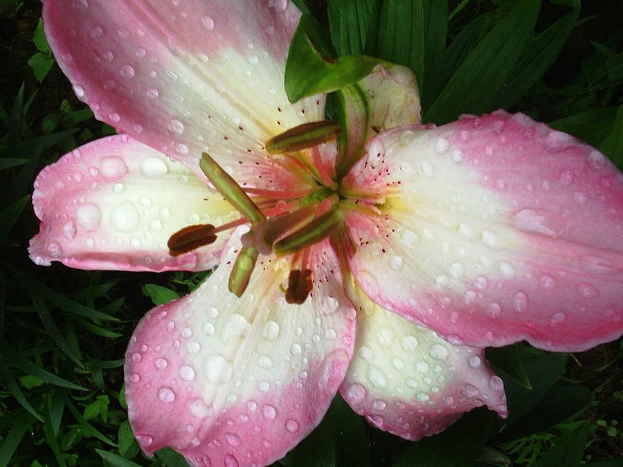 Pink Lily Photograph by Scarlett Royale