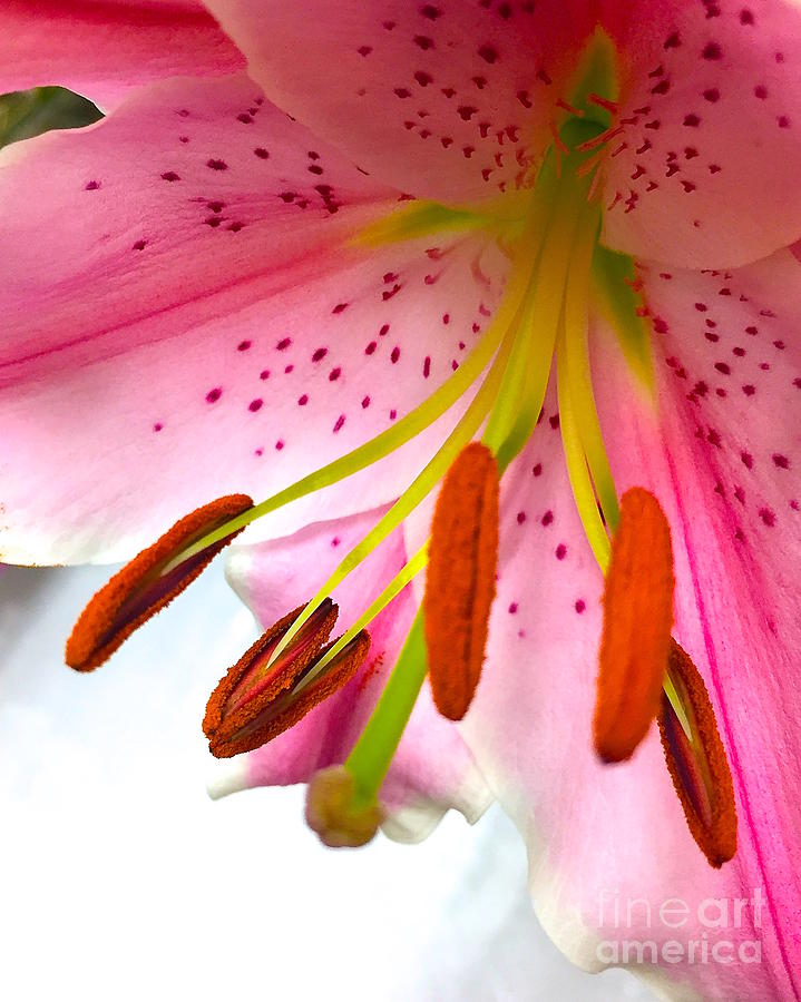 Pink Lily  Photograph by Wonju Hulse