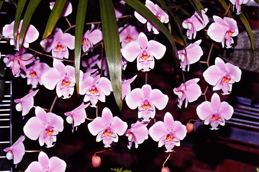 Pink little orchids Photograph by Susanne Van Hulst